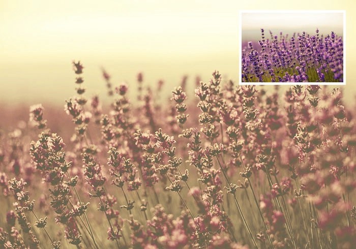 Desert Dust Photoshop Actions