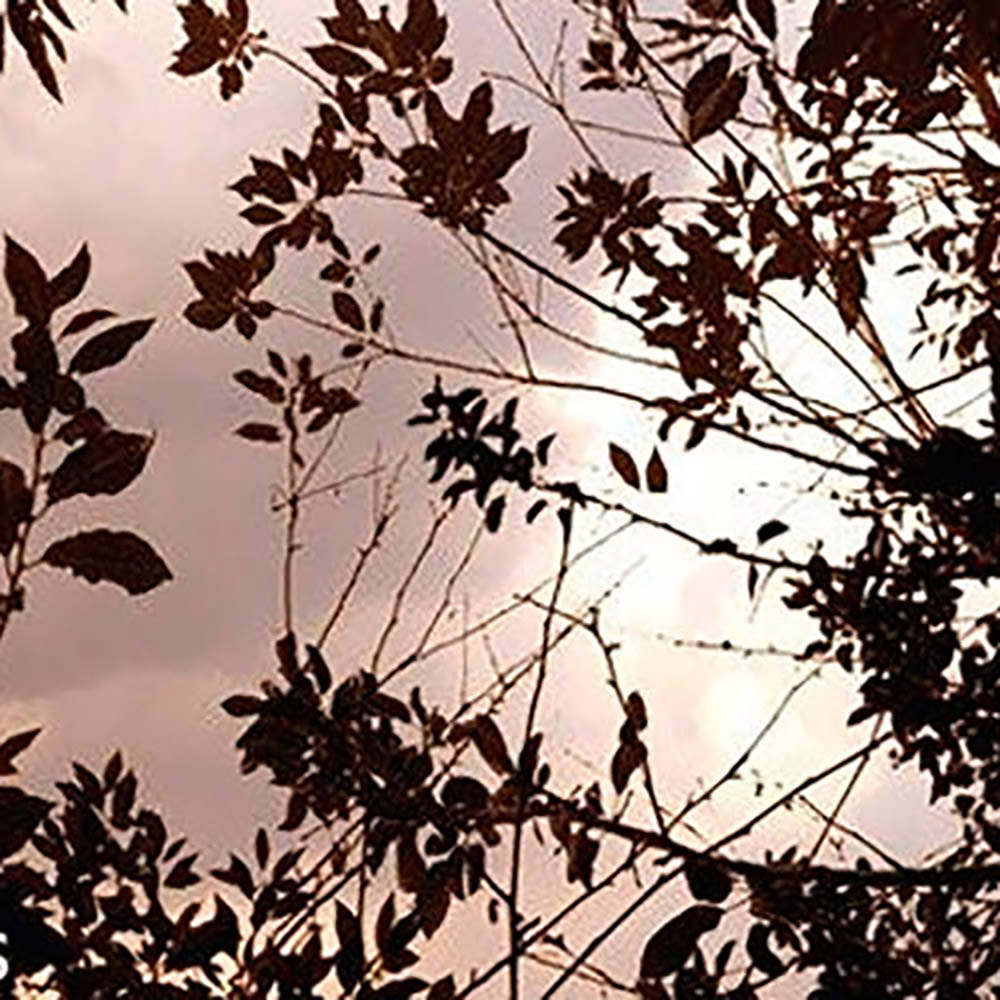 Tree Borders Photoshop Brushes